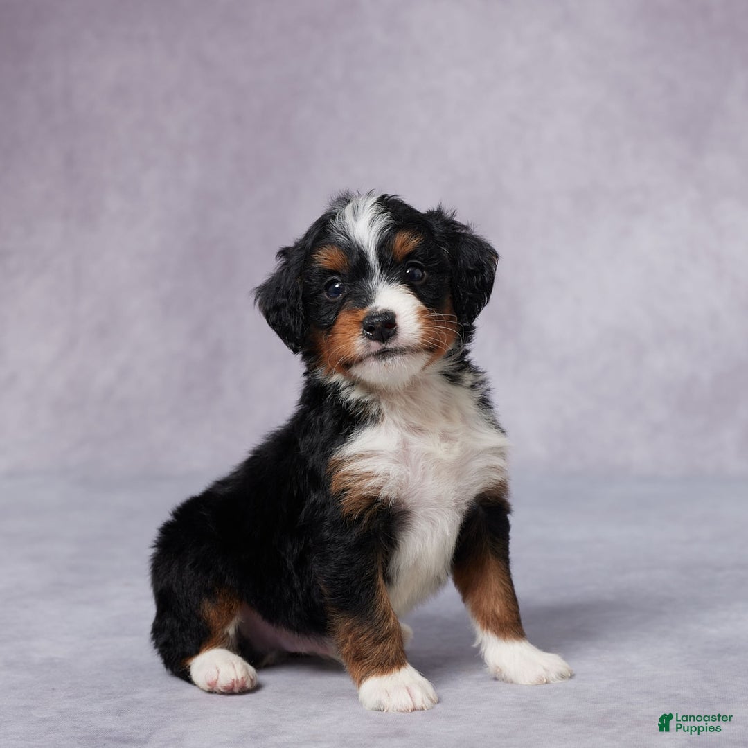 Mini Bernedoodle dogs for sale: Aden - Image 3
