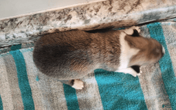 Welsh Corgi Pembroke dogs for sale: Novas Girl 3 - Image 7