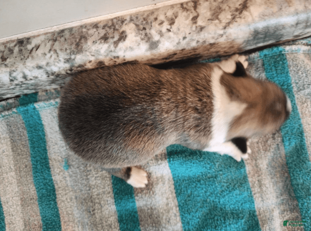 Welsh Corgi Pembroke dogs for sale: Novas Girl 3 - Image 7