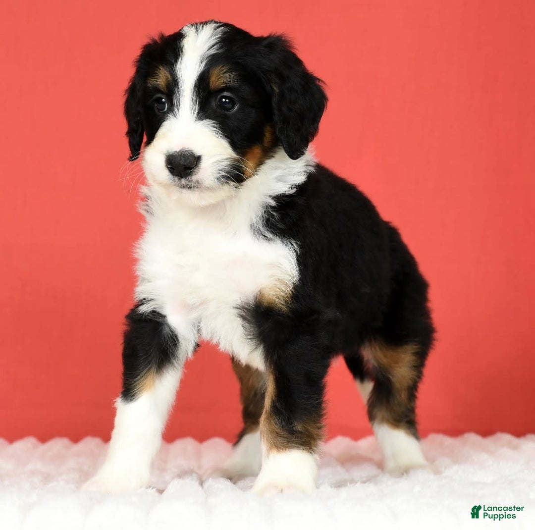 Bernedoodle dogs for sale: Lola - Image 6