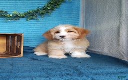 Havanese dogs for sale: Toby - Image 4
