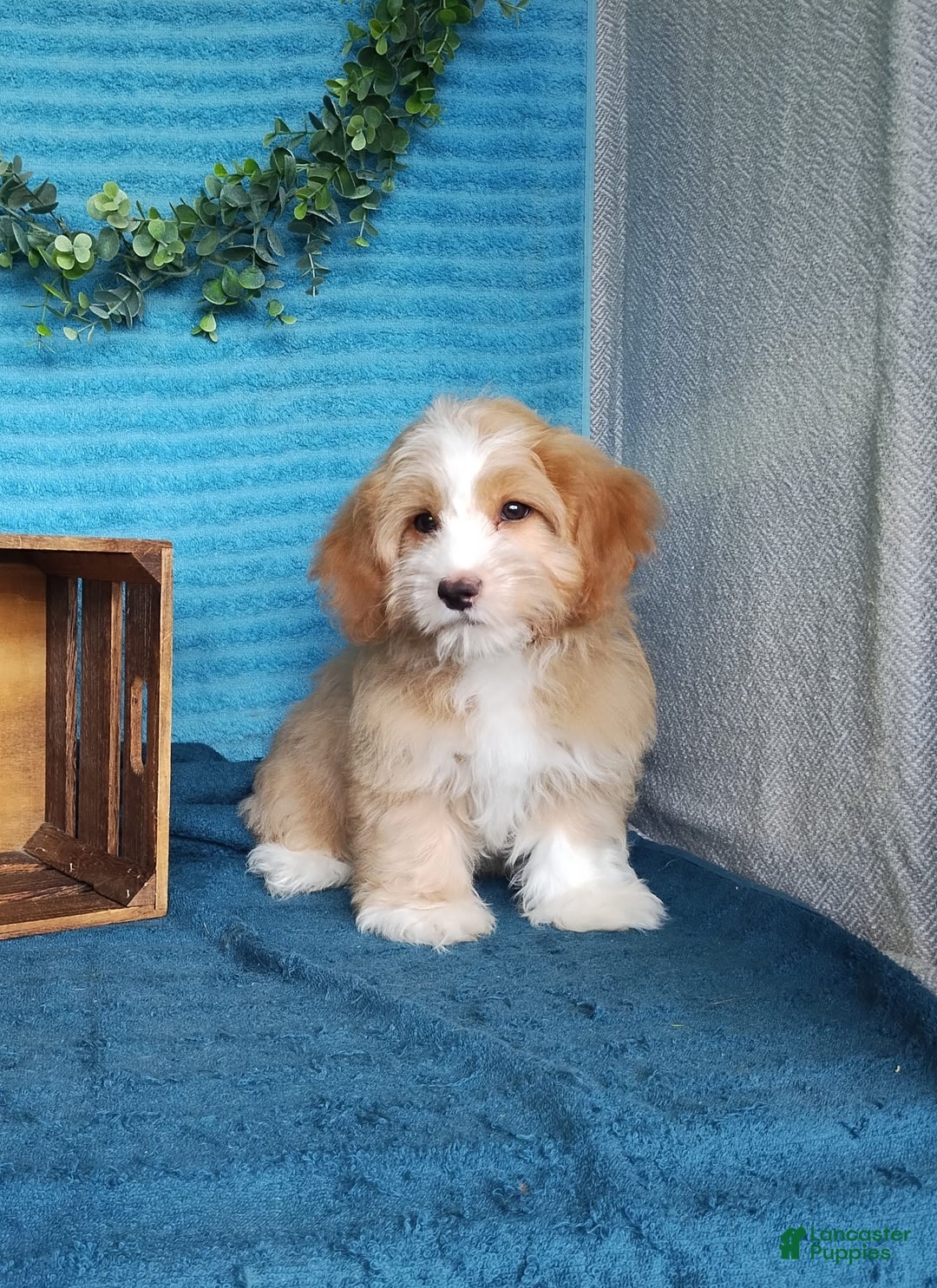 Havanese dogs for sale: Toby - Image 4