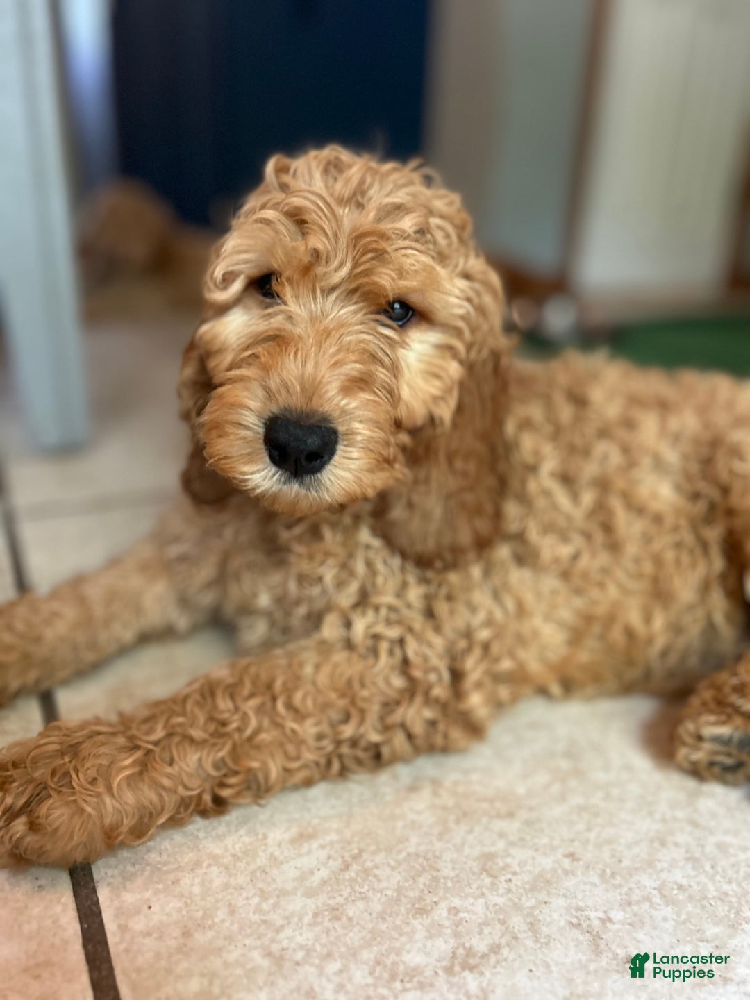 Goldendoodle dogs for sale: Hunter - Image 3