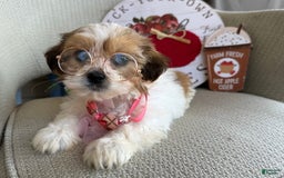 Teddy Bear dogs for sale: Pumpkin - Image 1