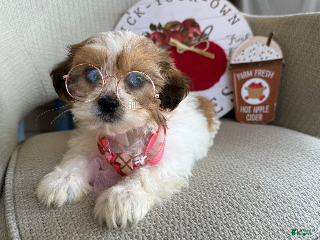 Teddy Bear dogs for sale: Pumpkin - Image 1