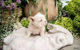 French Bulldog dogs for sale: Kingston - Image 2