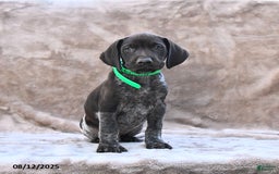 German Shorthaired Pointer dogs for sale: Nashville - Image 2