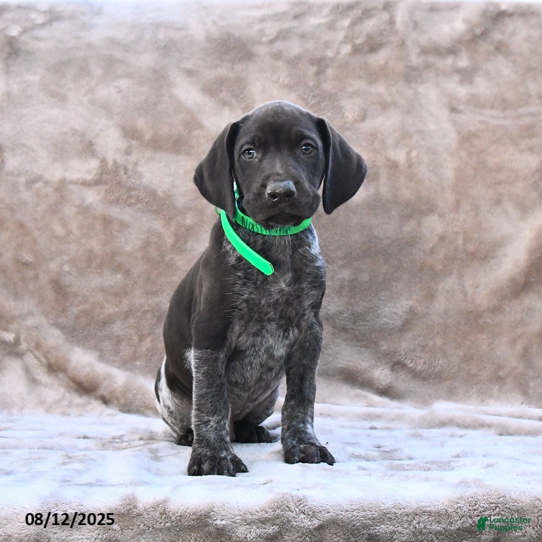 German Shorthaired Pointer dogs for sale: Nashville - Image 2