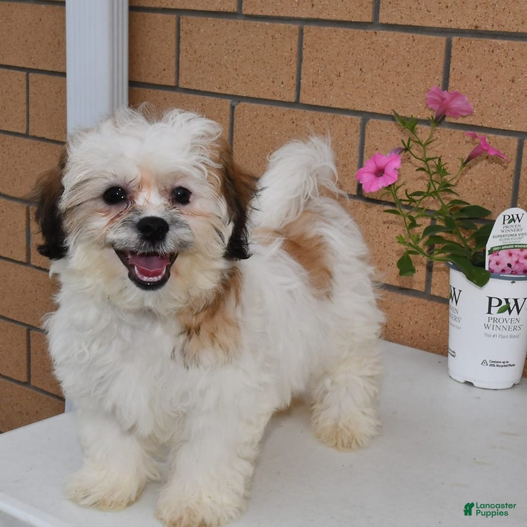 Teddy Bear dogs for sale: Bailey - Image 2