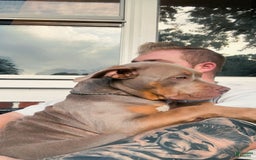 American Bully dogs for sale: Diamond - Image 3