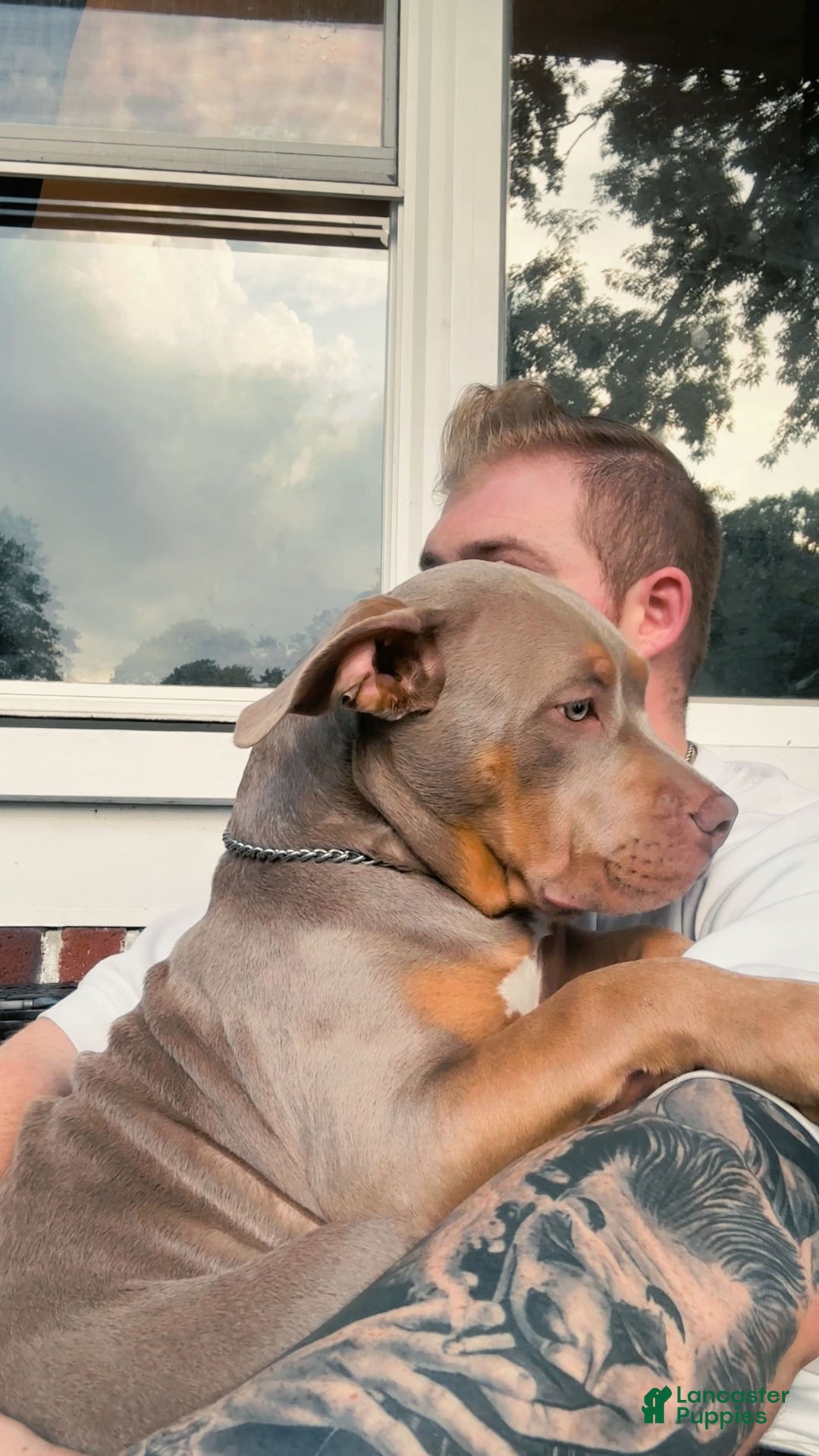 American Bully dogs for sale: Diamond - Image 3
