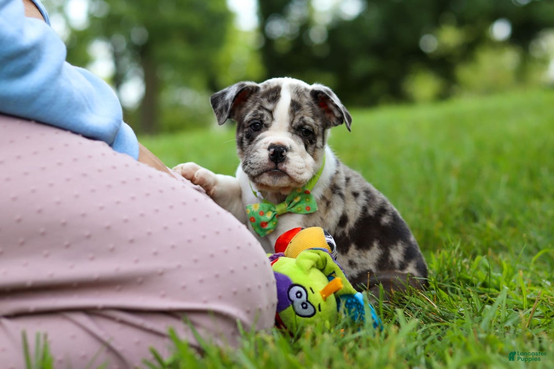 Beabull dogs for sale: Oreo - Image 12