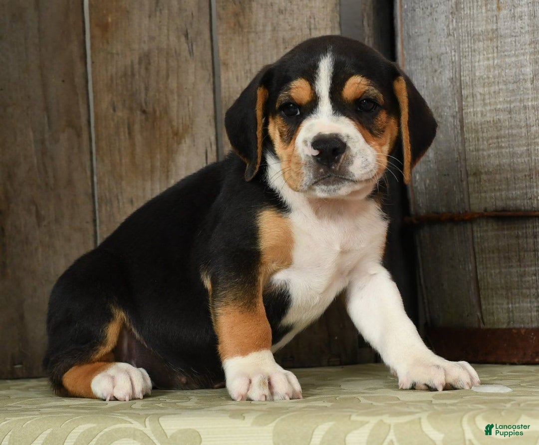 Beabull dogs for sale: Wanda - Image 5