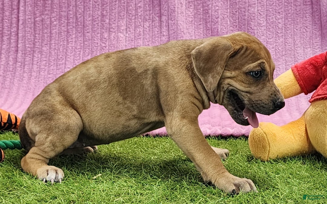 Catahoula Leopard Dog dogs for sale: Duchess 2025 Female 4 - Image 14