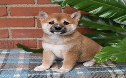 Shiba Inu dogs for sale: Lilly - Image 6
