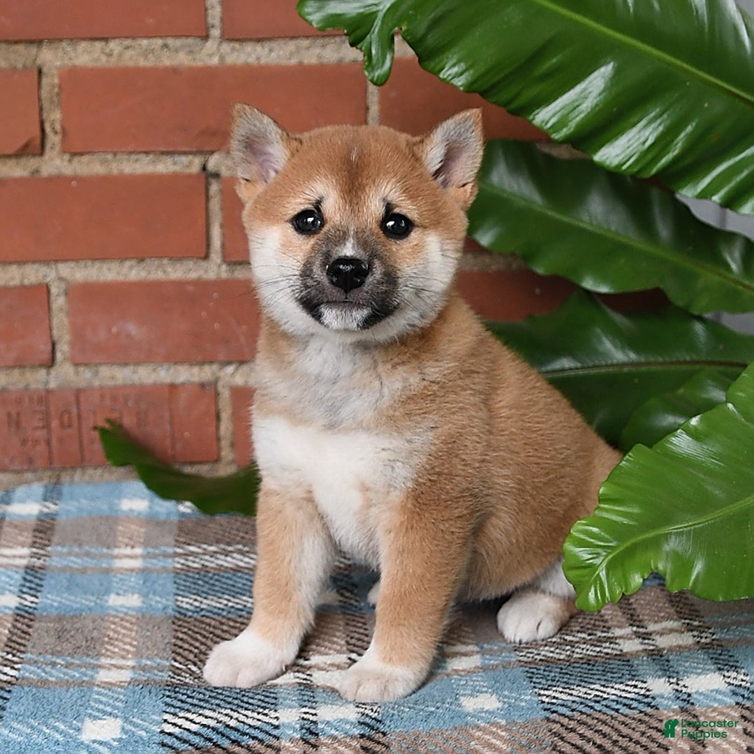 Shiba Inu dogs for sale: Lilly - Image 6