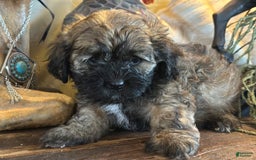 Shihpoo dogs for sale: Pickles - Image 5