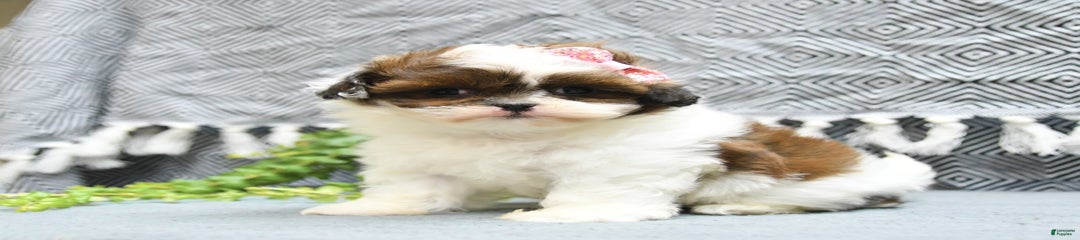 Magnolia