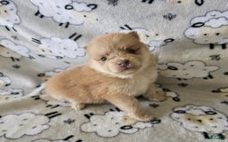 Pomeranian dogs for sale: Tessa - Image 1