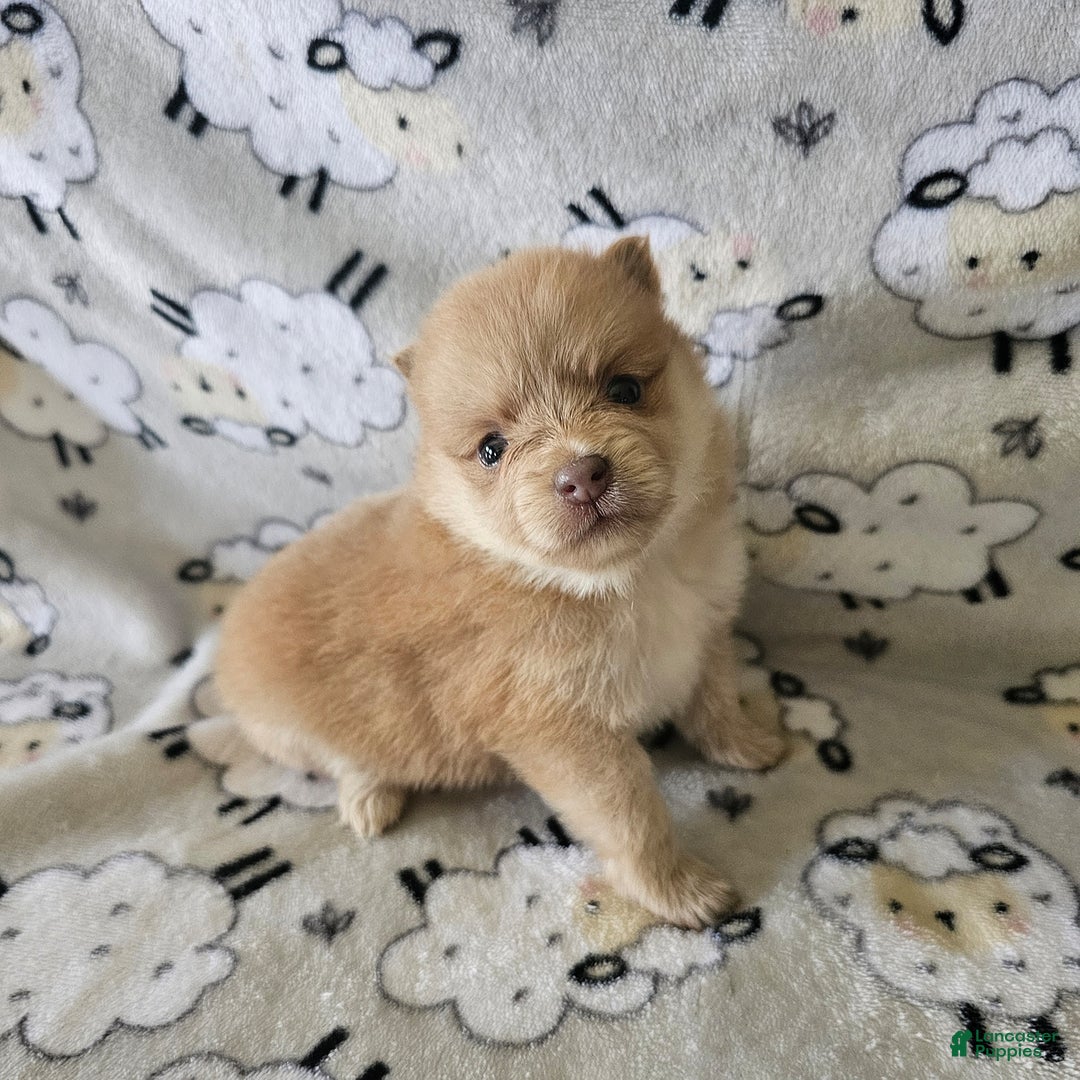 Pomeranian dogs for sale: Tessa - Image 1
