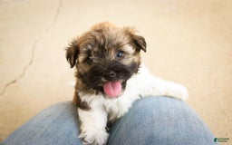 Havanese dogs for sale: Nutmeg - Image 3