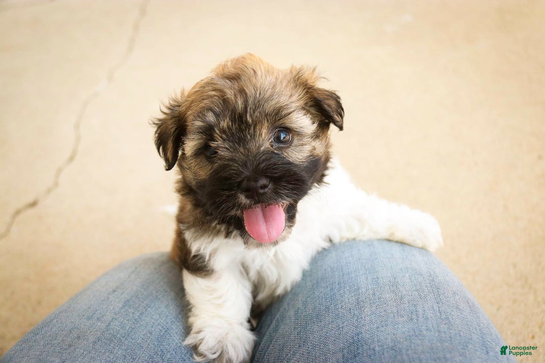 Havanese dogs for sale: Nutmeg - Image 3