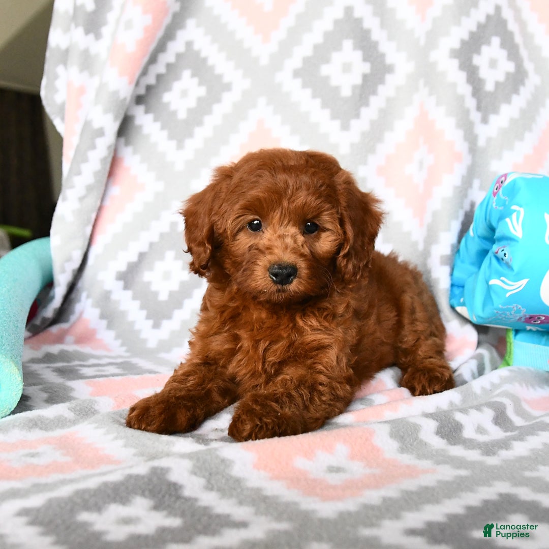 Cockapoo dogs for sale: Joy - Image 1