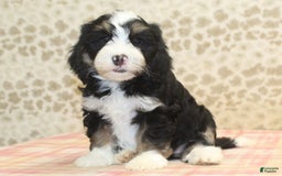 Mini Bernedoodle dogs for sale: Riley - Image 1