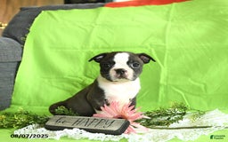 Boston Terrier dogs for sale: Lucky - Image 3
