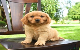 Miniature Golden Retriever dogs for sale: Slate - Image 1
