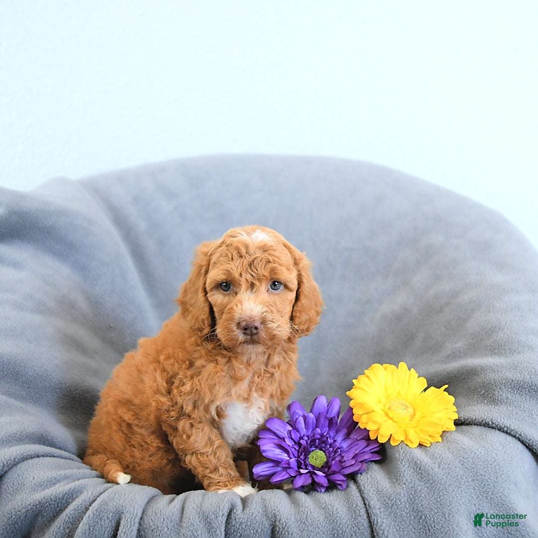 Mini Goldendoodle dogs for sale: Lola - Image 1