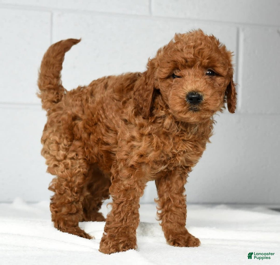 Mini Goldendoodle dogs for sale: Ranae - Image 8