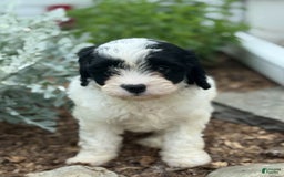 Cavapoo dogs for sale: Cole - Image 8