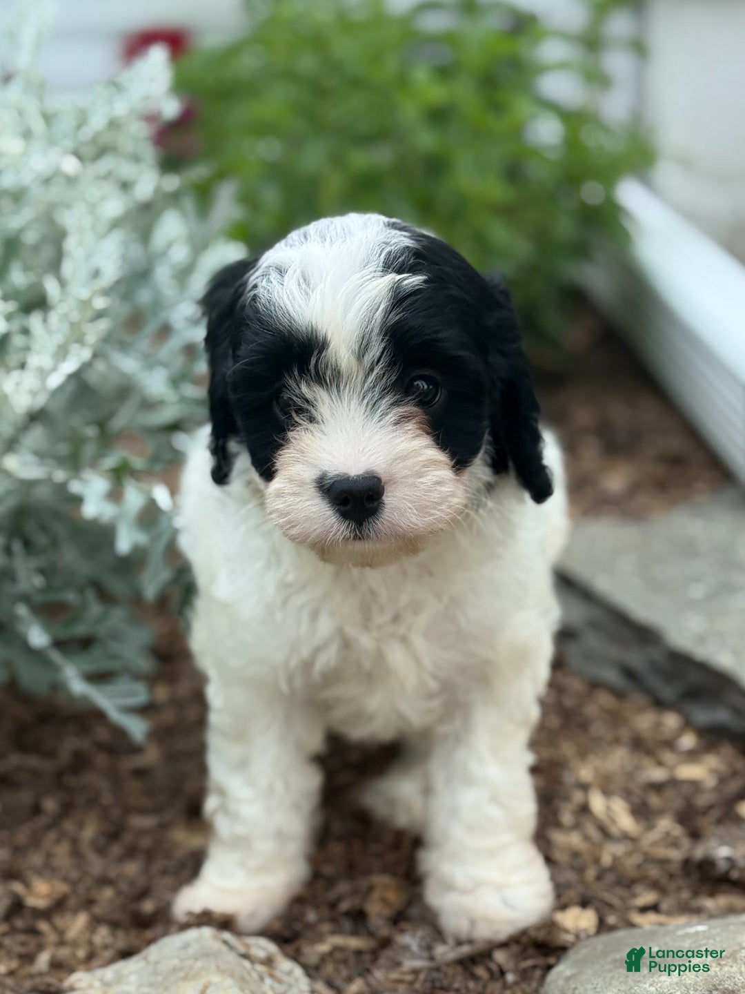 Cavapoo dogs for sale: Cole - Image 8