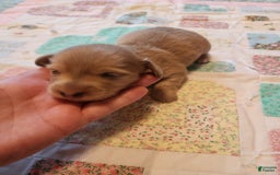 Miniature Dachshund dogs for sale: Chase - Image 1