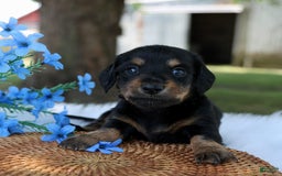 Miniature Dachshund dogs for sale: Sammy - Image 1