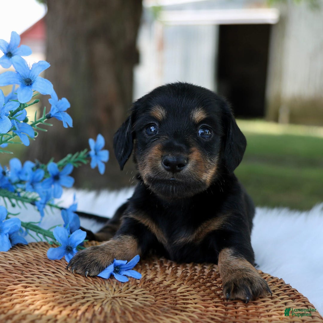 Miniature Dachshund dogs for sale: Sammy - Image 1