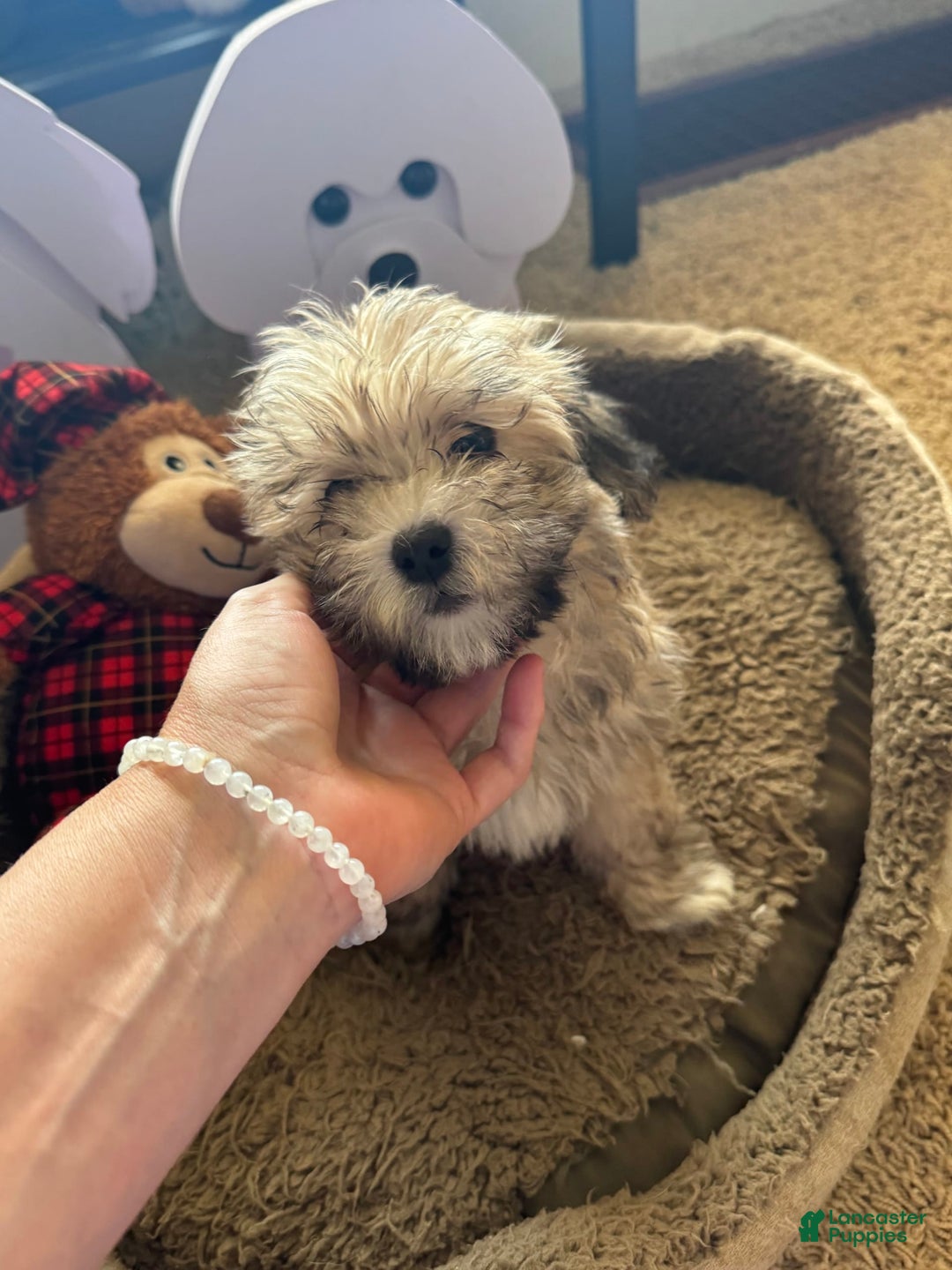 Havapoo dogs for sale: Fox - Image 1