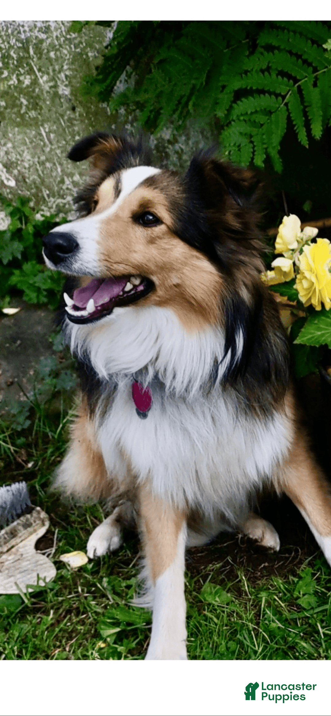 Shetland Sheepdog dogs for sale: Pam - Image 10