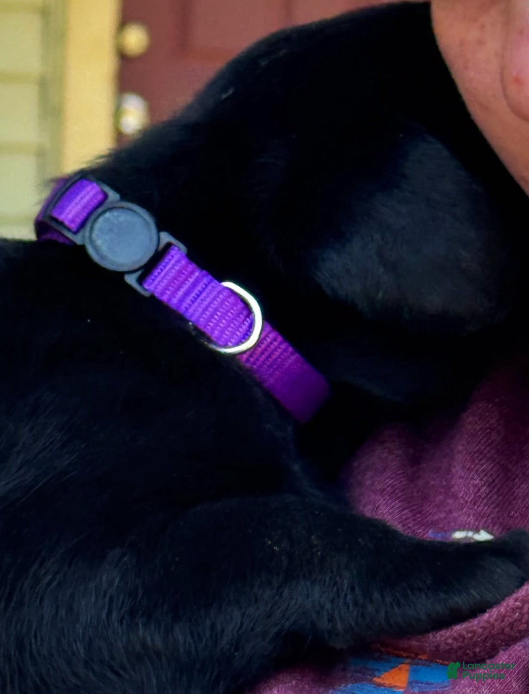 Labrador Retriever dogs for sale: Ruby - Image 2