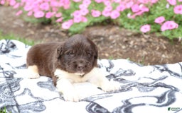 Newfoundland dogs for sale: Bruno - Image 6