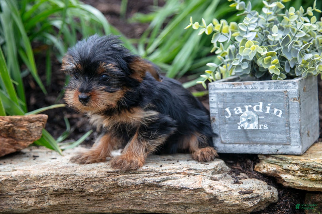 Yorkshire Terrier dogs for sale: Shelby - Image 4