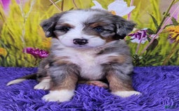 Mini Bernedoodle dogs for sale: Larkspur Mini - Image 11