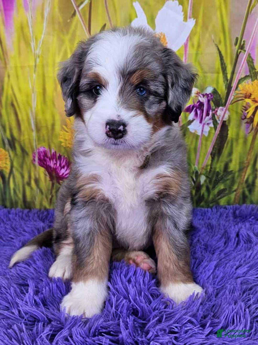 Mini Bernedoodle dogs for sale: Larkspur Mini - Image 11