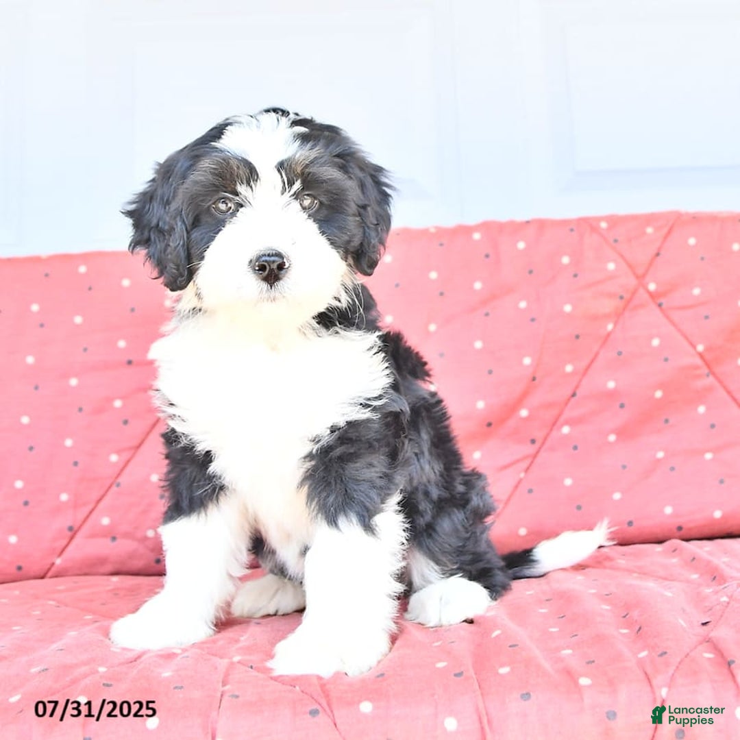 Miniature Bernese Mountain Dog dogs for sale: Twinkle - Image 6