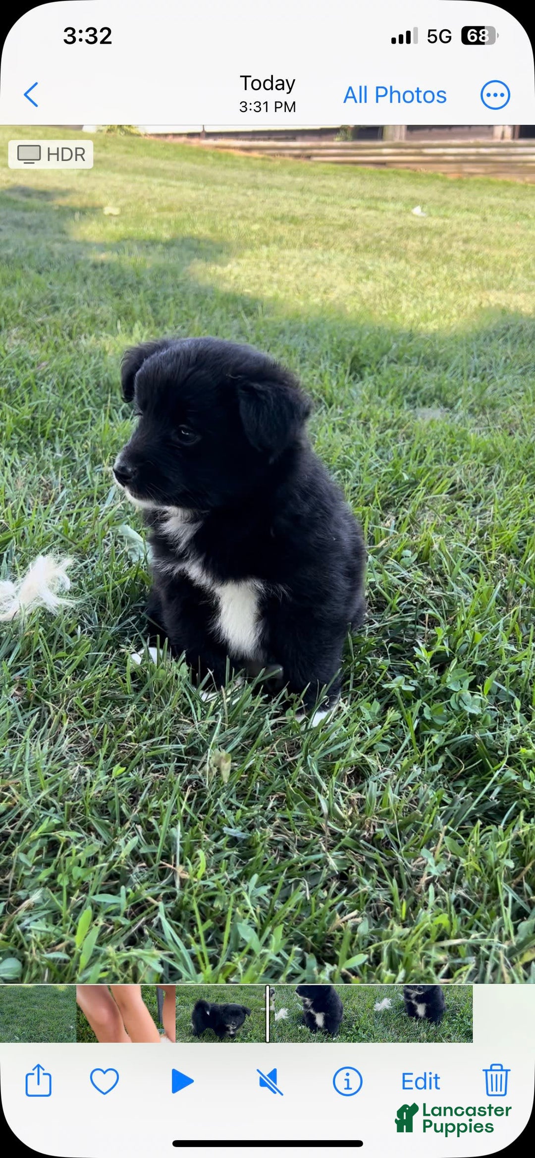 Shiba Inu dogs for sale: Missy - Image 12