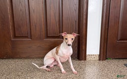 Italian Greyhound dogs for sale: Robbie - Image 6