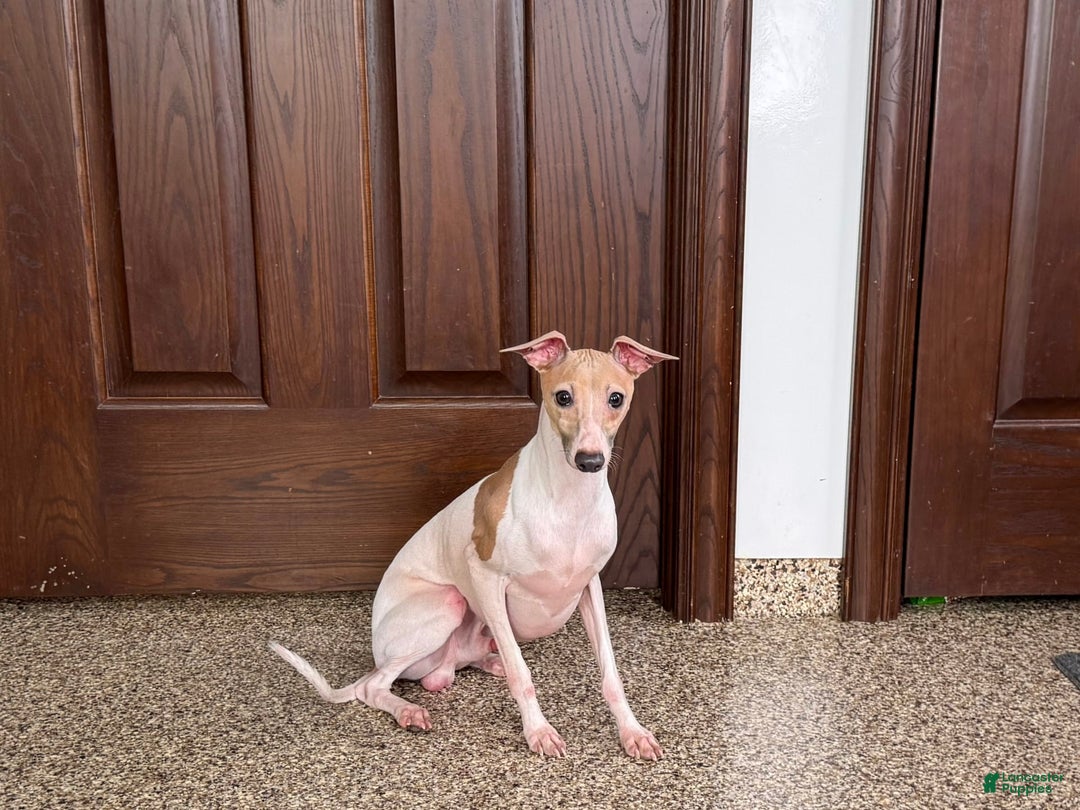 Italian Greyhound dogs for sale: Robbie - Image 6