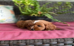 Cavapoo dogs for sale: Maverick - Image 14