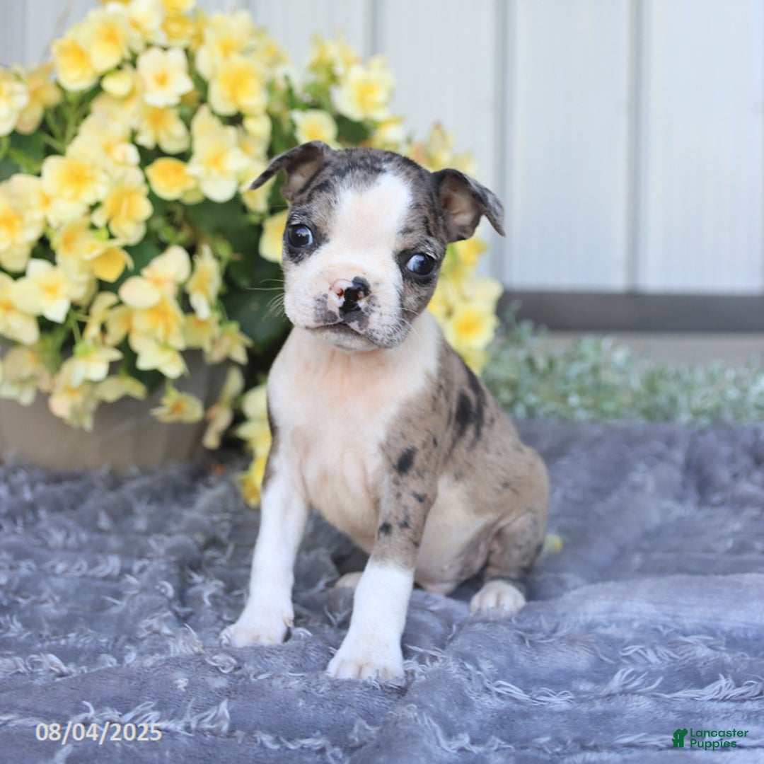 Boston Terrier dogs for sale: Hawk - Image 3